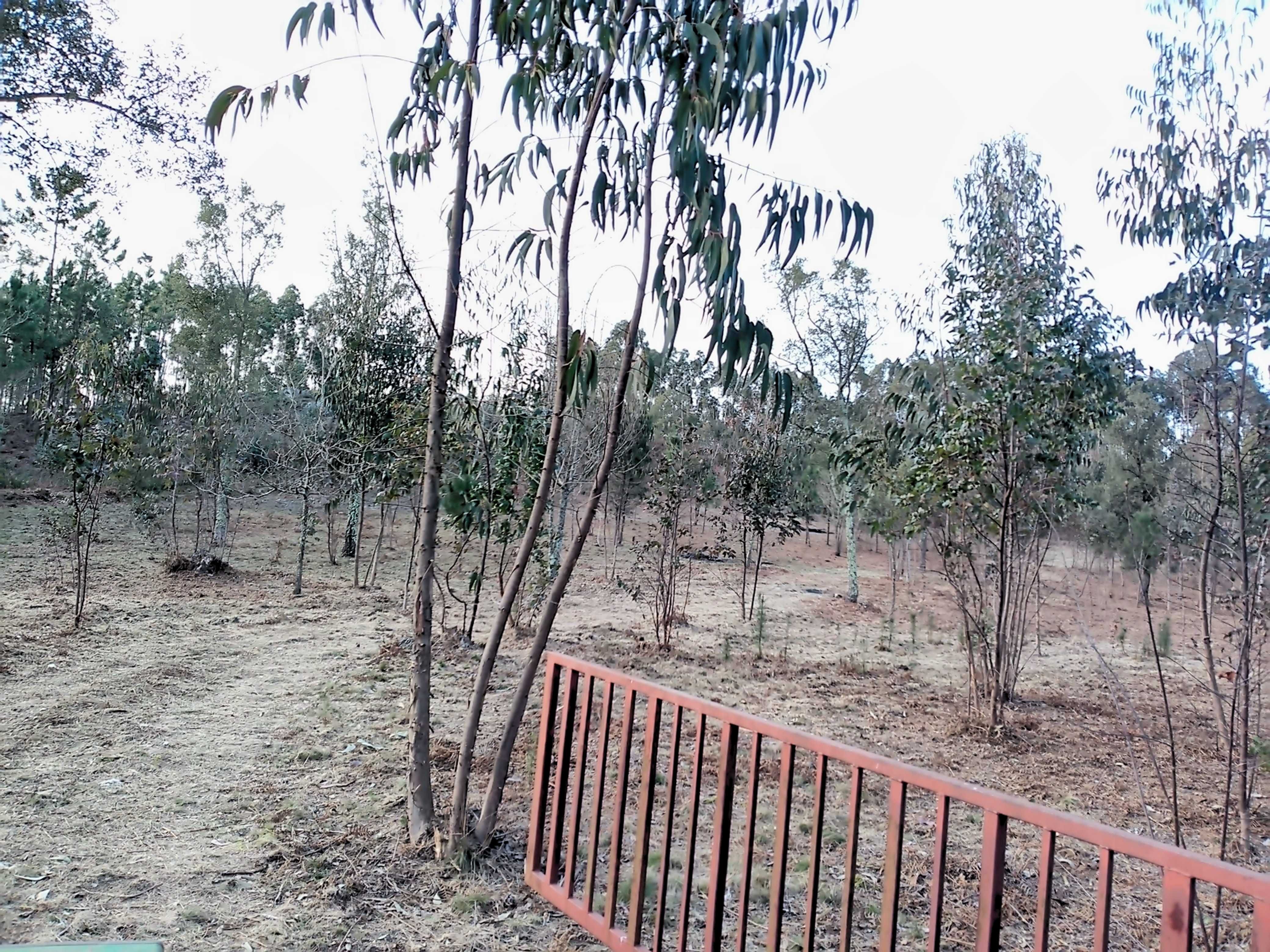 Terreno para Moradia no Monte Castro