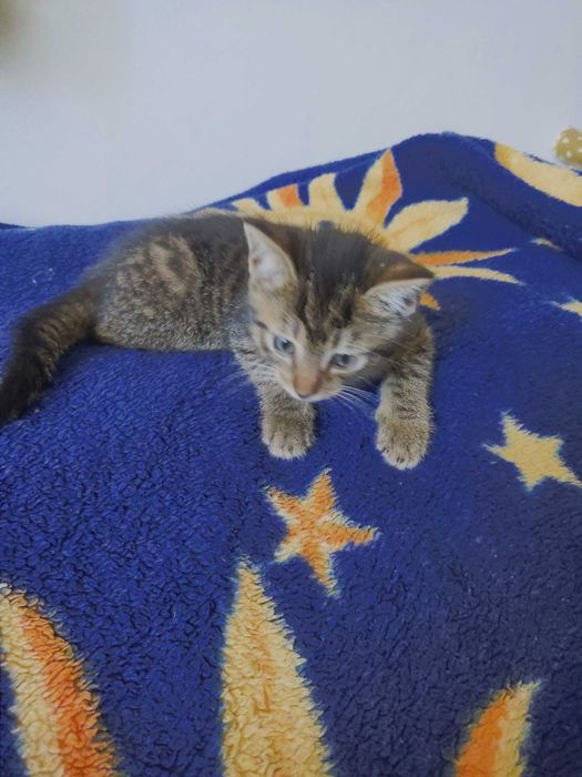 Kotki szukają domu.