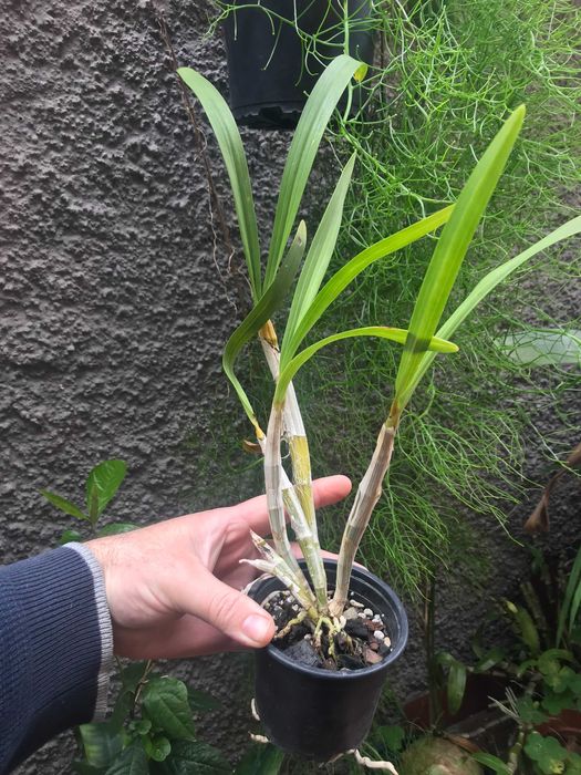 Orquidea Ansellia africana 'Ingwe'