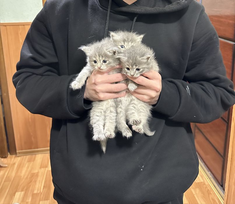 Котята от сибирской кошки