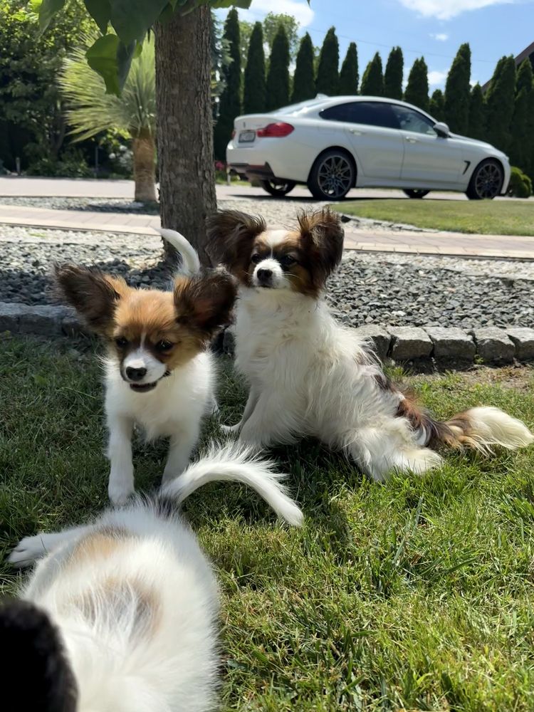 Papillon szczeniak piesek - spaniel kontynentalny miniaturowy