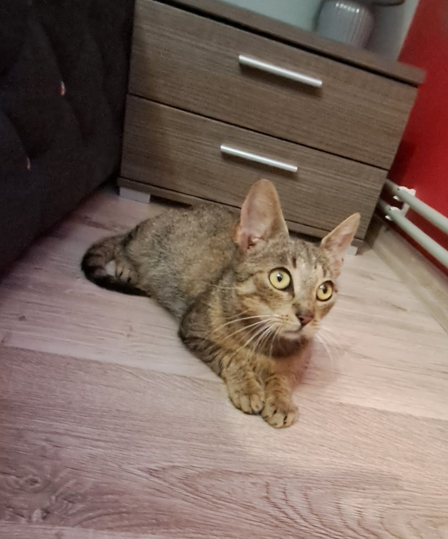 Freya, 1,5 roczna koteczka szuka domku
