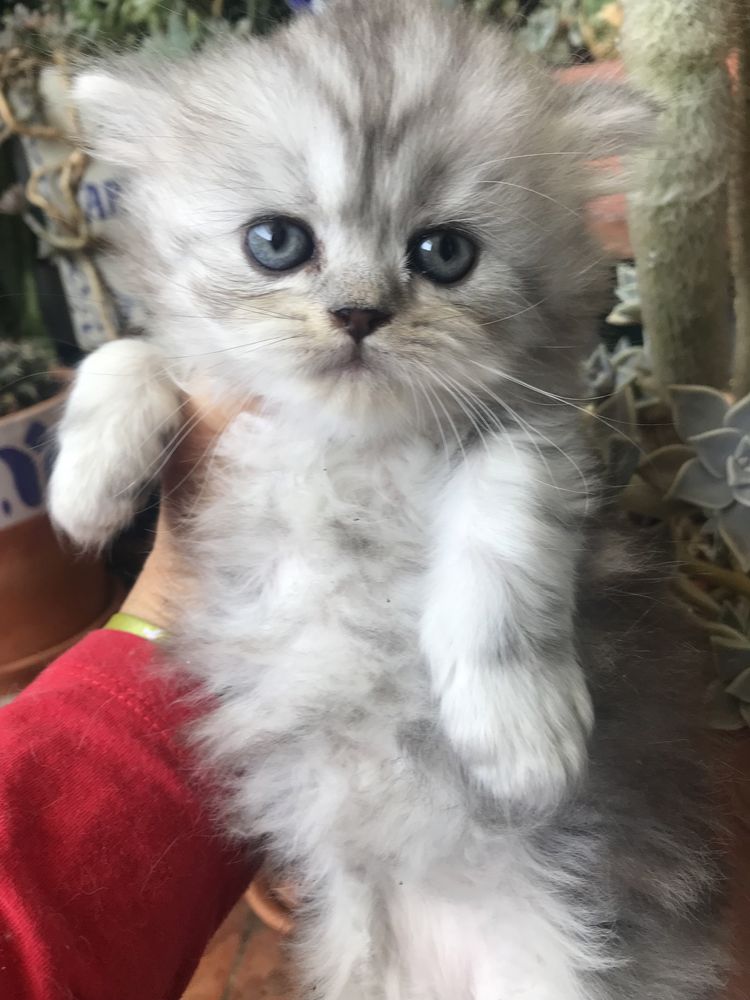 Gatinho persa bébé lindo