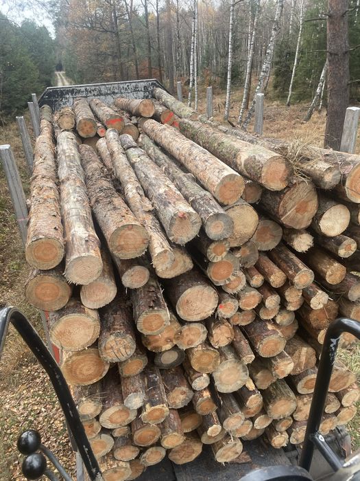 Sosna opałowa, cena z transportem !