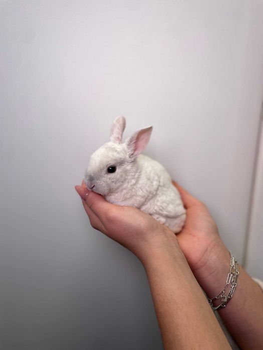 Кролики маленькі милі до новорічних свят, подарунок для дитини