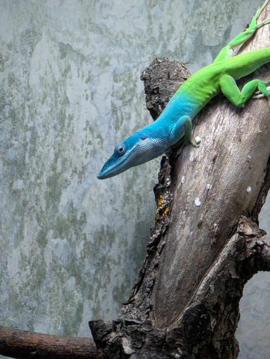 Anolis allisoni. Jaszczurka dzienna.