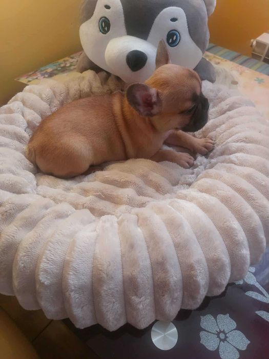 Suczki buldog francuski