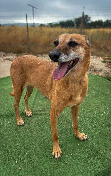 Alice - cadela média para adoção