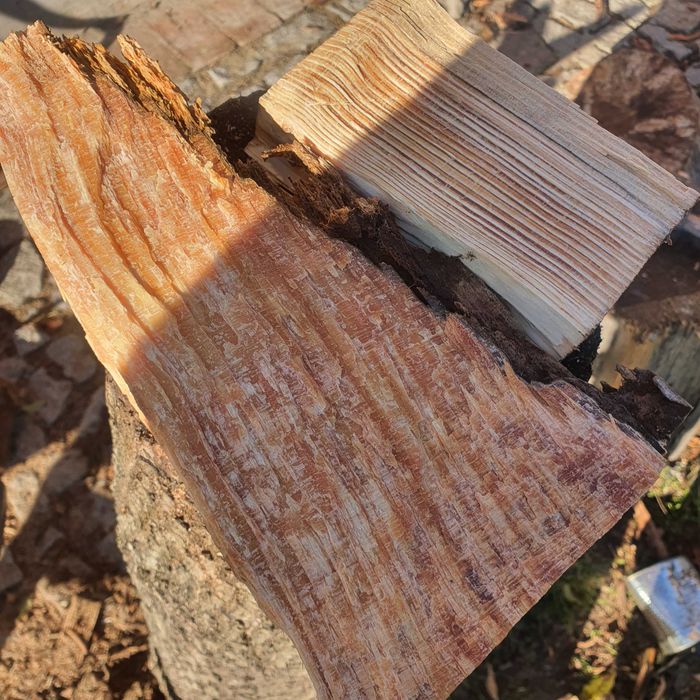 Szczypa smolna rozpalka