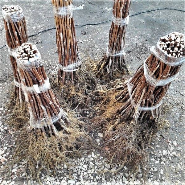 Малина Регіна велекоплідна