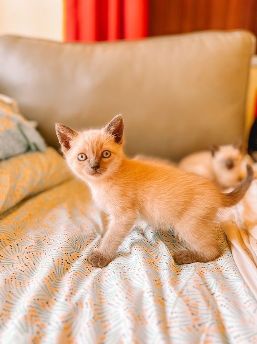 Gatinhos siamês bebes
