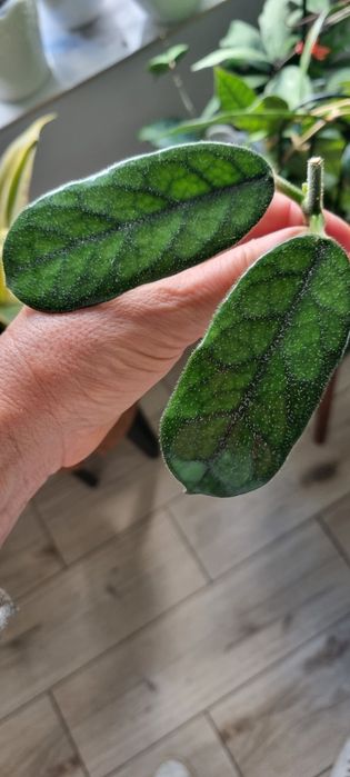 Hoya Welsh Mountian Zoo i Globulosa ZESTAW