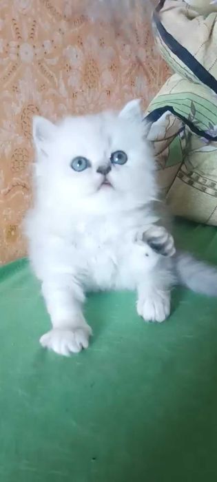 Котята серебристая шиншилла