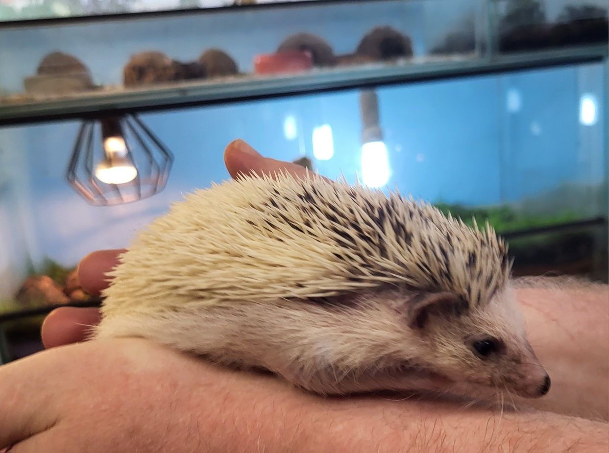 Jeż Pigmejski Afrykański Samiec - Sklep Zoologiczny