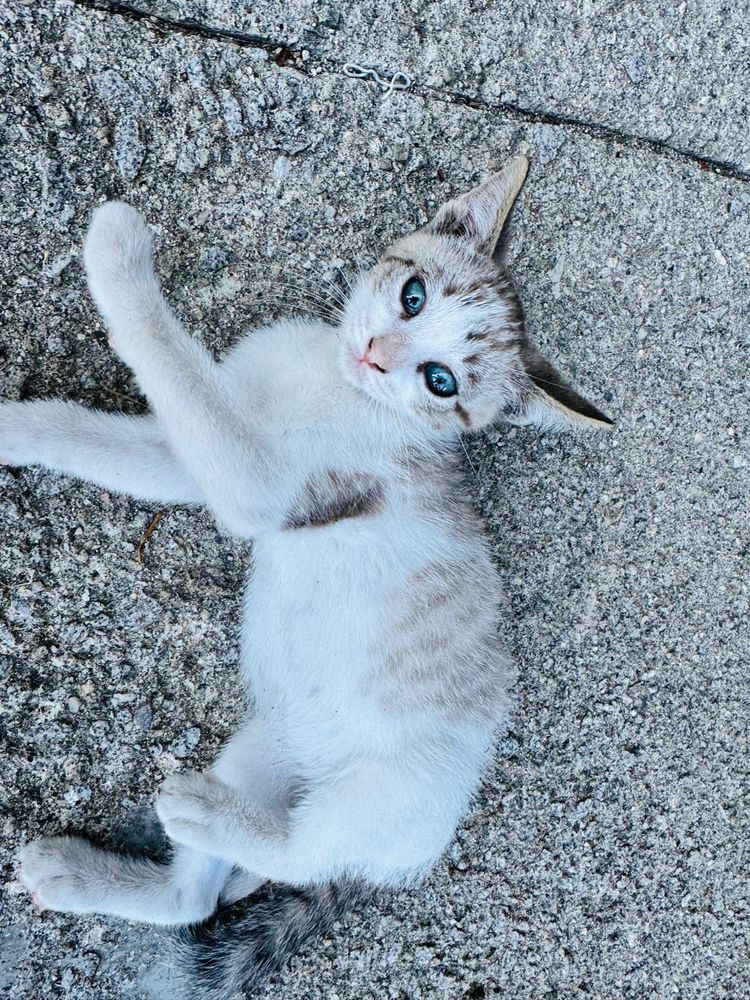 Quatro gatinhos machos para adoçao