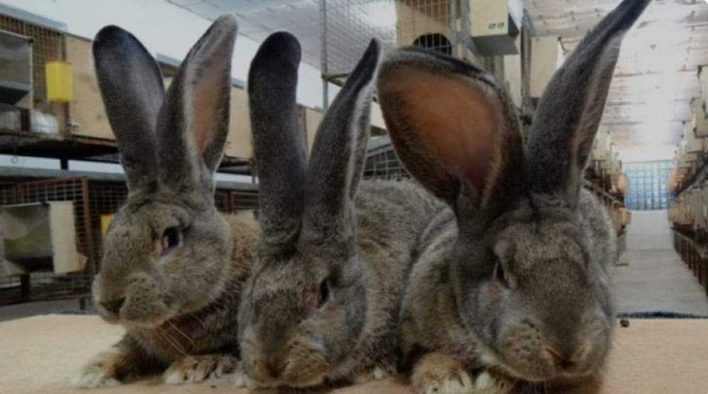 Термонець і Фландр в наявності. Молоді кролі і кролиці від 4міс.