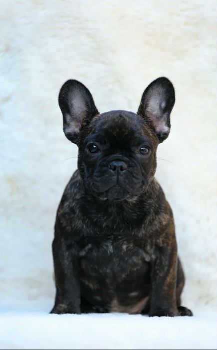 Gracjan Buldog francuski ZKWP gotowy do zmiany domu