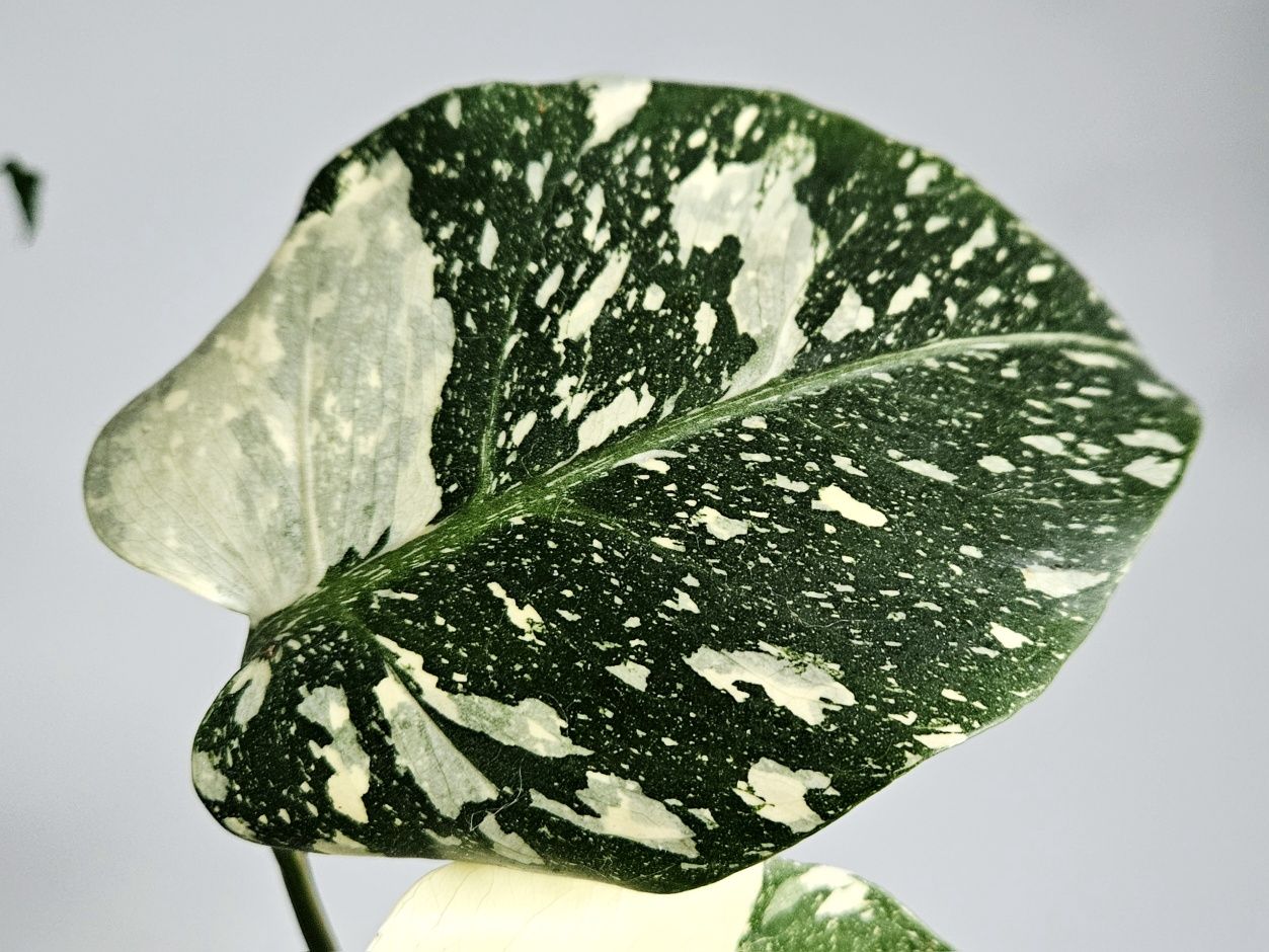 Monstera variegata varie thai mutation noid