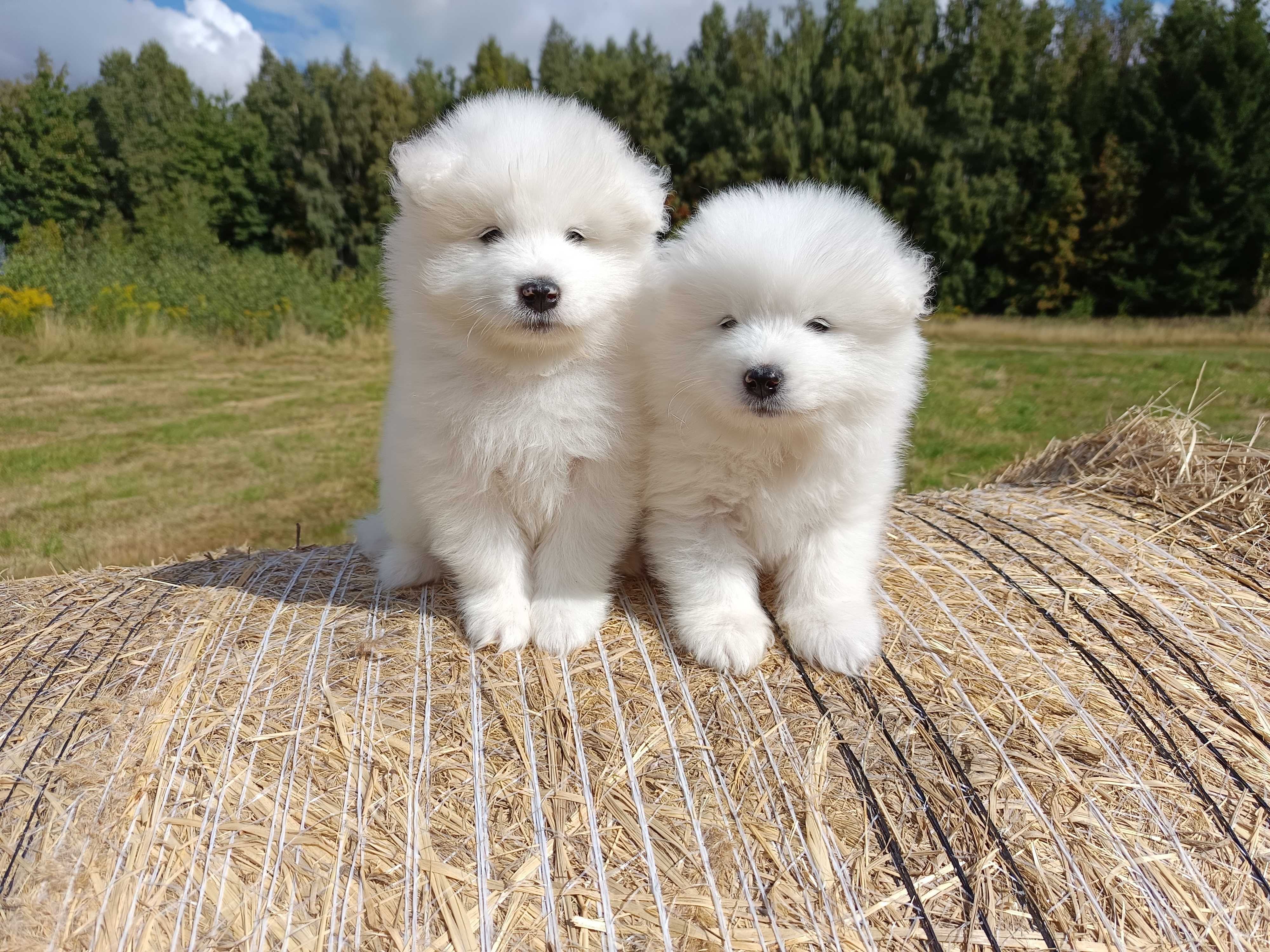 Samoyed szczenię Już do odbioru ZKwP FCI