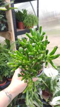 Crassula Uszy Shreka