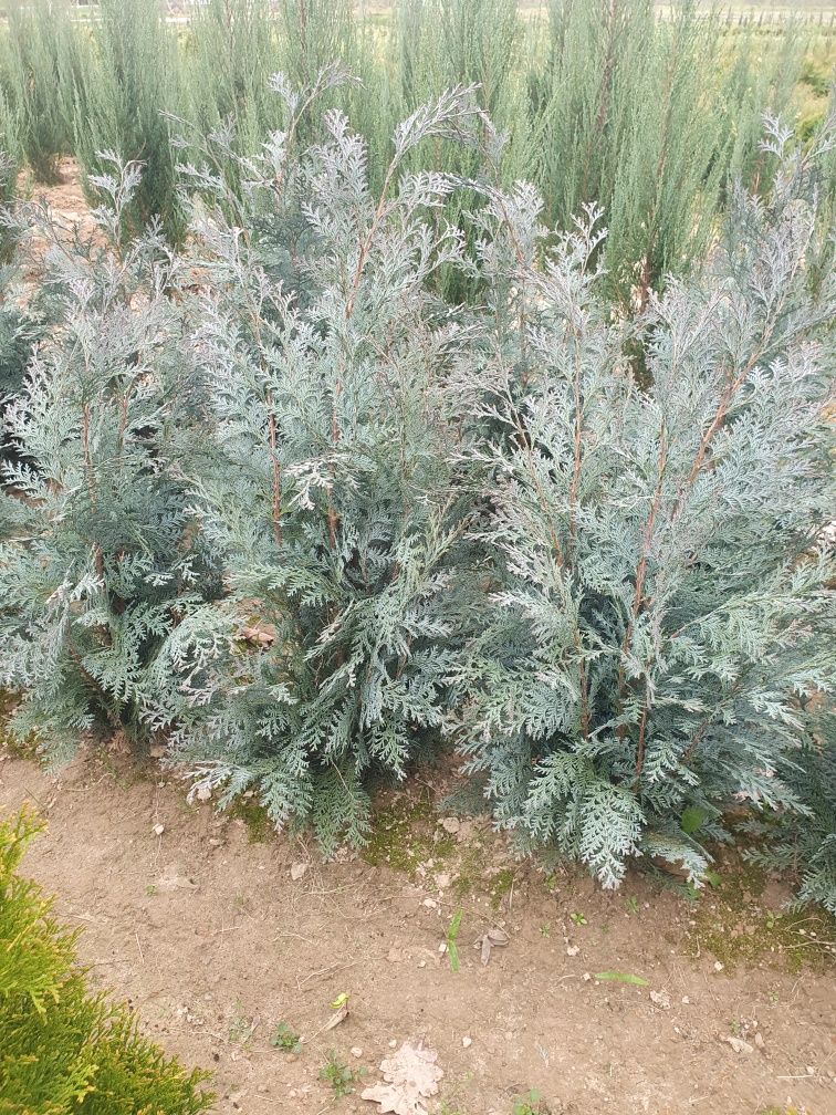 Cyprys lawsona columnaris Cyprys dorastający do ok 6 metrów wys