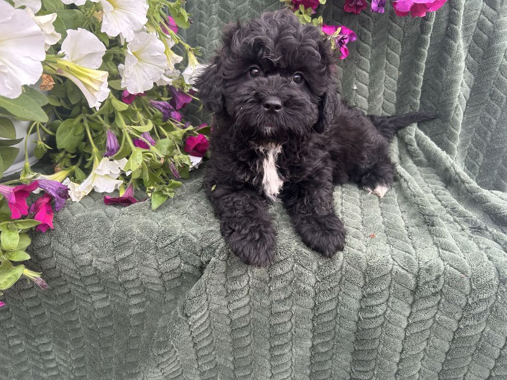 Shihpoo piesek gotowy do odbioru