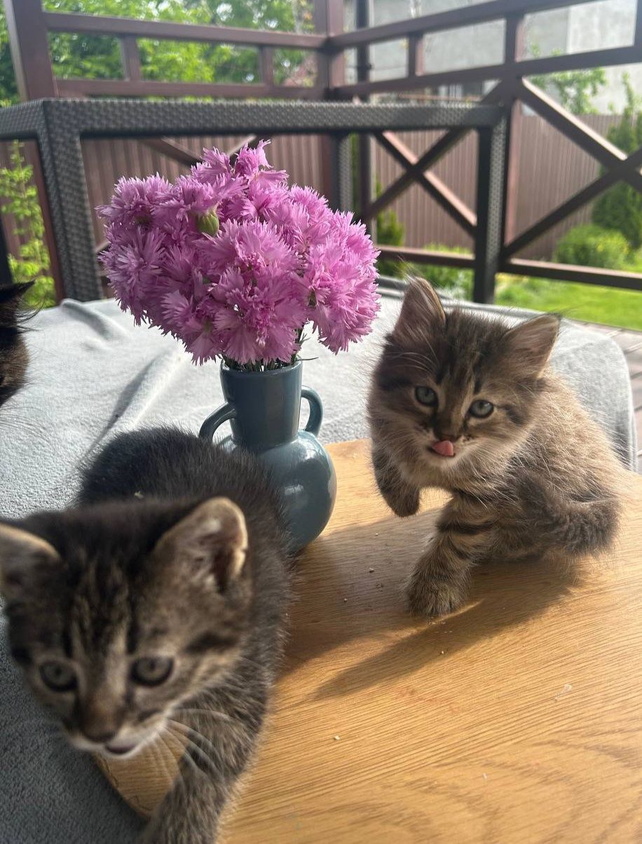 Котёнок пушистый в добрые руки. Одесса