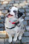 Uroczy piesek blue merle ZKwP /FCI