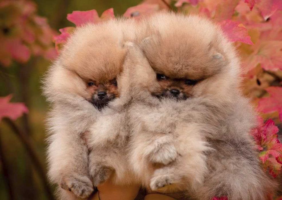 Люксовые щенки померанского шпица мишки курносые плюшевые