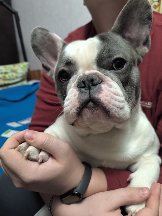 Вязка. Кобель французский бульдог