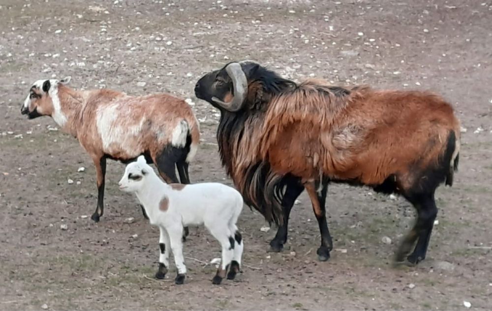 Baran tryk kamerun owca kameruńska młody