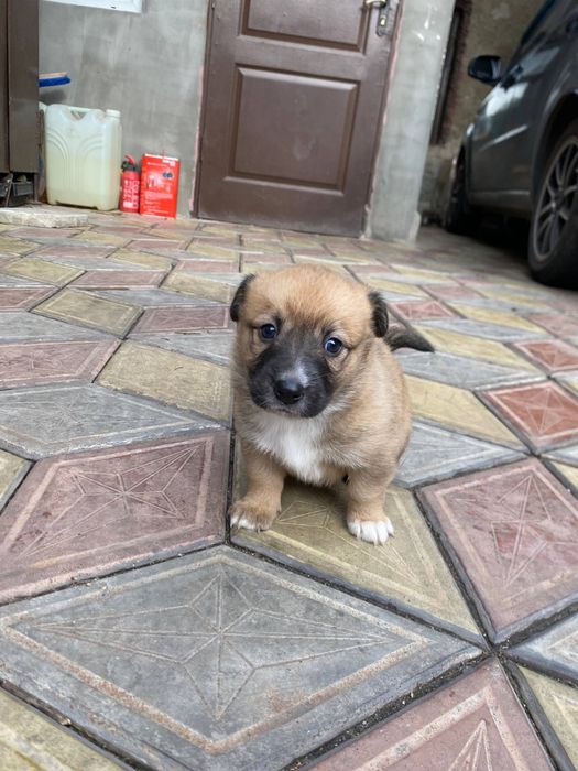 Отдам щенков в добрые руки.