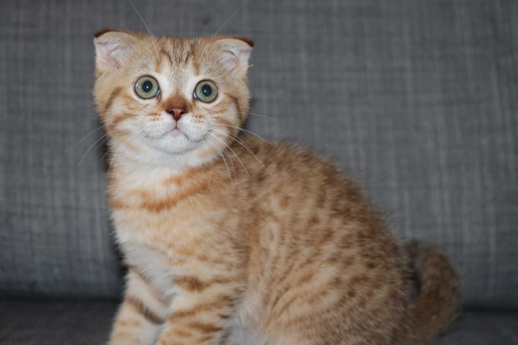 gatinho scottish fold golden