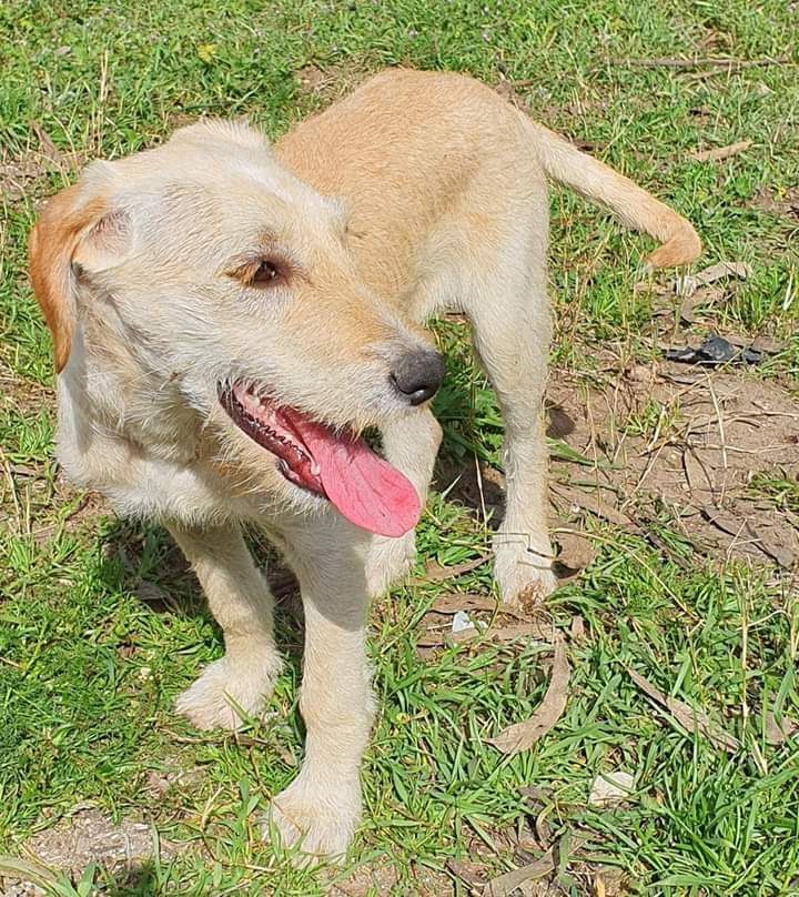 Lia- cachorra fêmea bebe para adoção