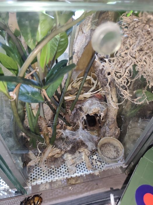 Samica Nandu chromatus wraz z terrarium