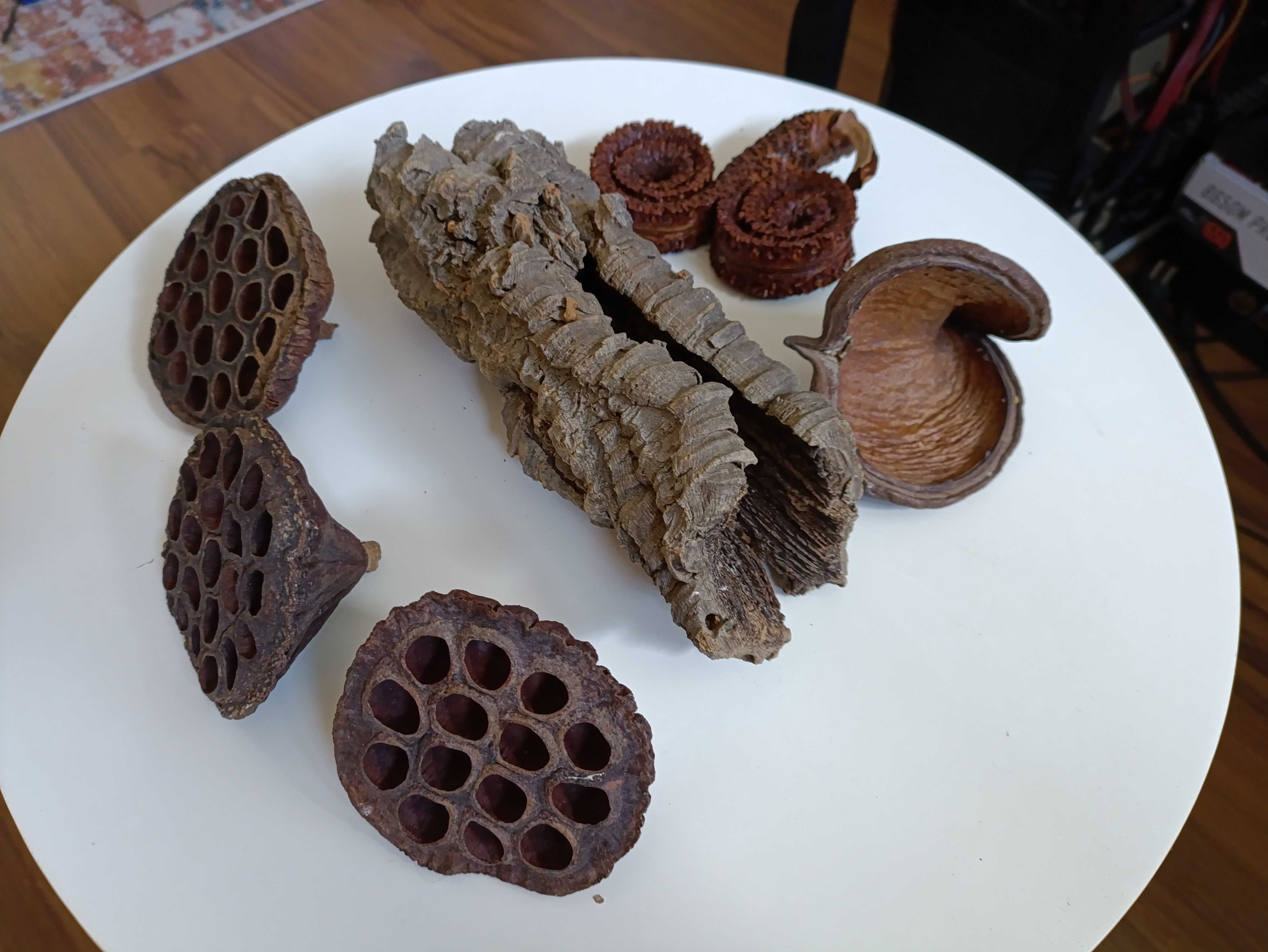 Tuba z kory dębu korkowego- kryjówka do terrarium, rogi palmowe, lotos