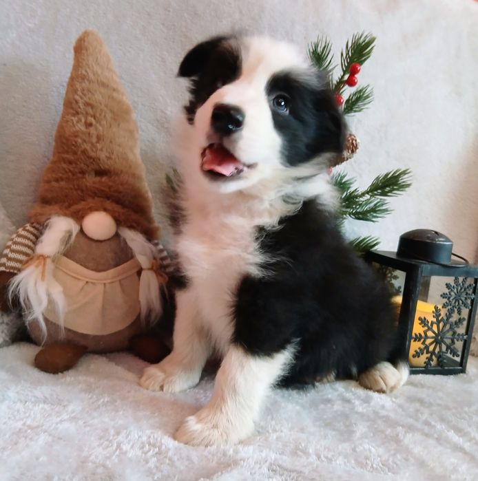 Border collie szczenię