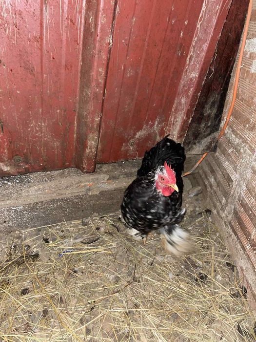 Tenho um pekin para vender