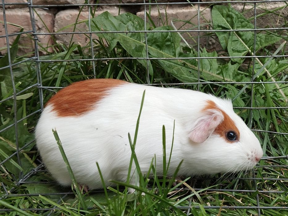 Віддам морську свинку