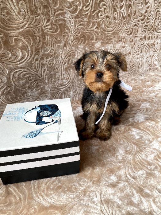 Йорки неймовірні