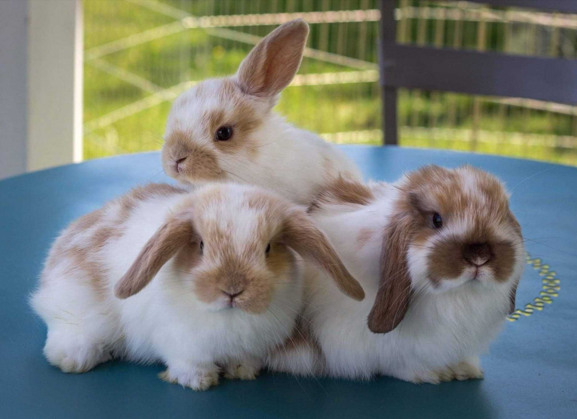 KIT Coelhos anões mini Lop(orelhudos) muito dóceis e brincalhões