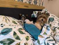 Piesek york yorkshire terrier biewer bardzo malutki