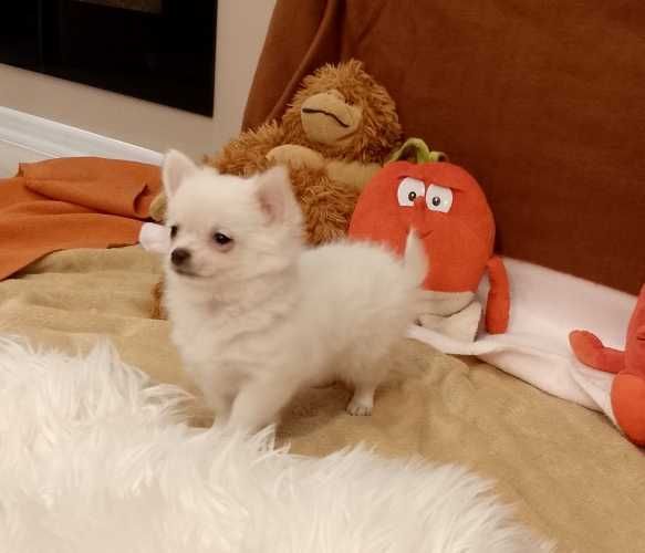 Chihuahua chłopiec długowłosy