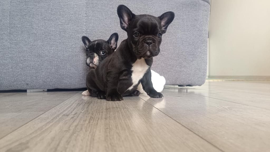 Buldog Francuski