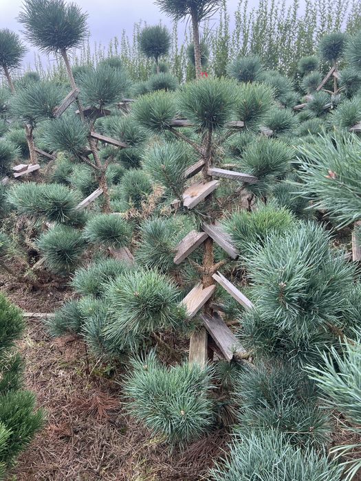 Tuja thuja szmaragd