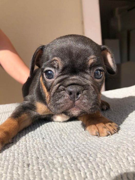 Bulldog francês fêmea excelente