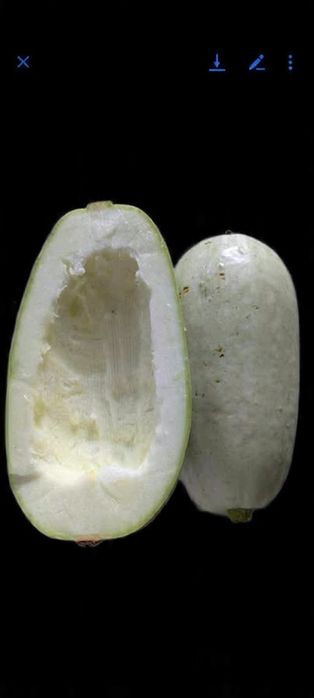 Cukinia Libańska zimowa nasiona kolekcjinerskie