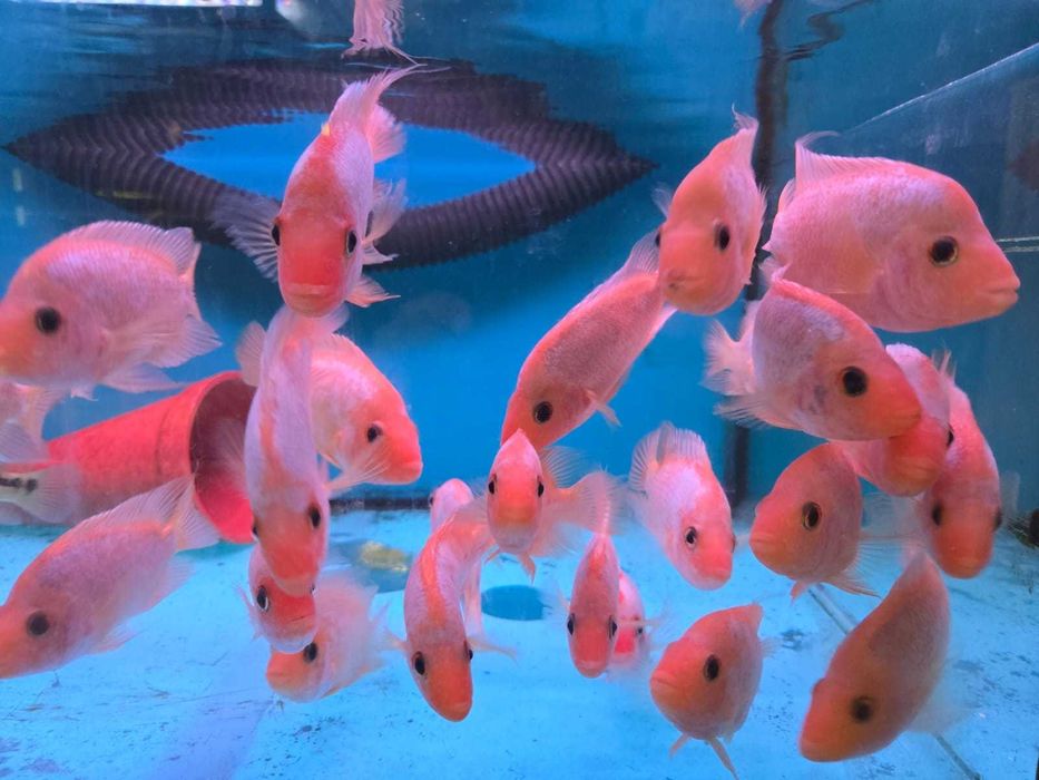 Midas \amphilophus citrinellus 7-10cm