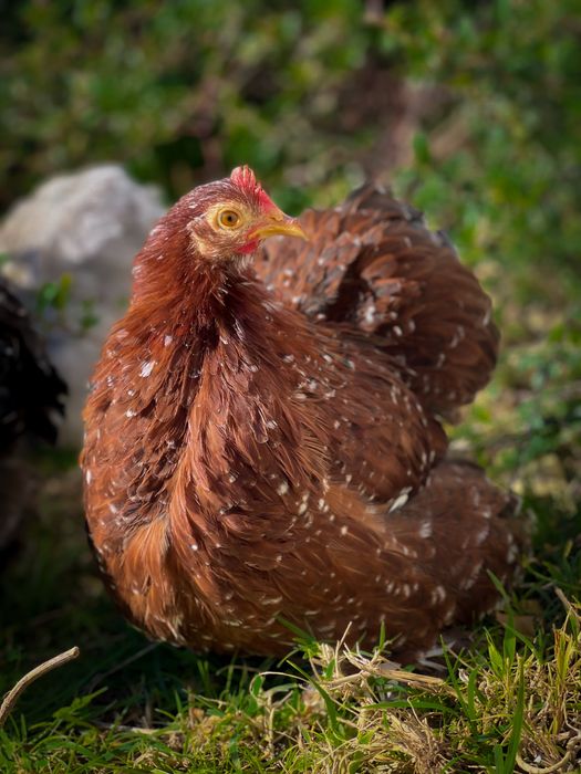 Frangos Pekin 2025