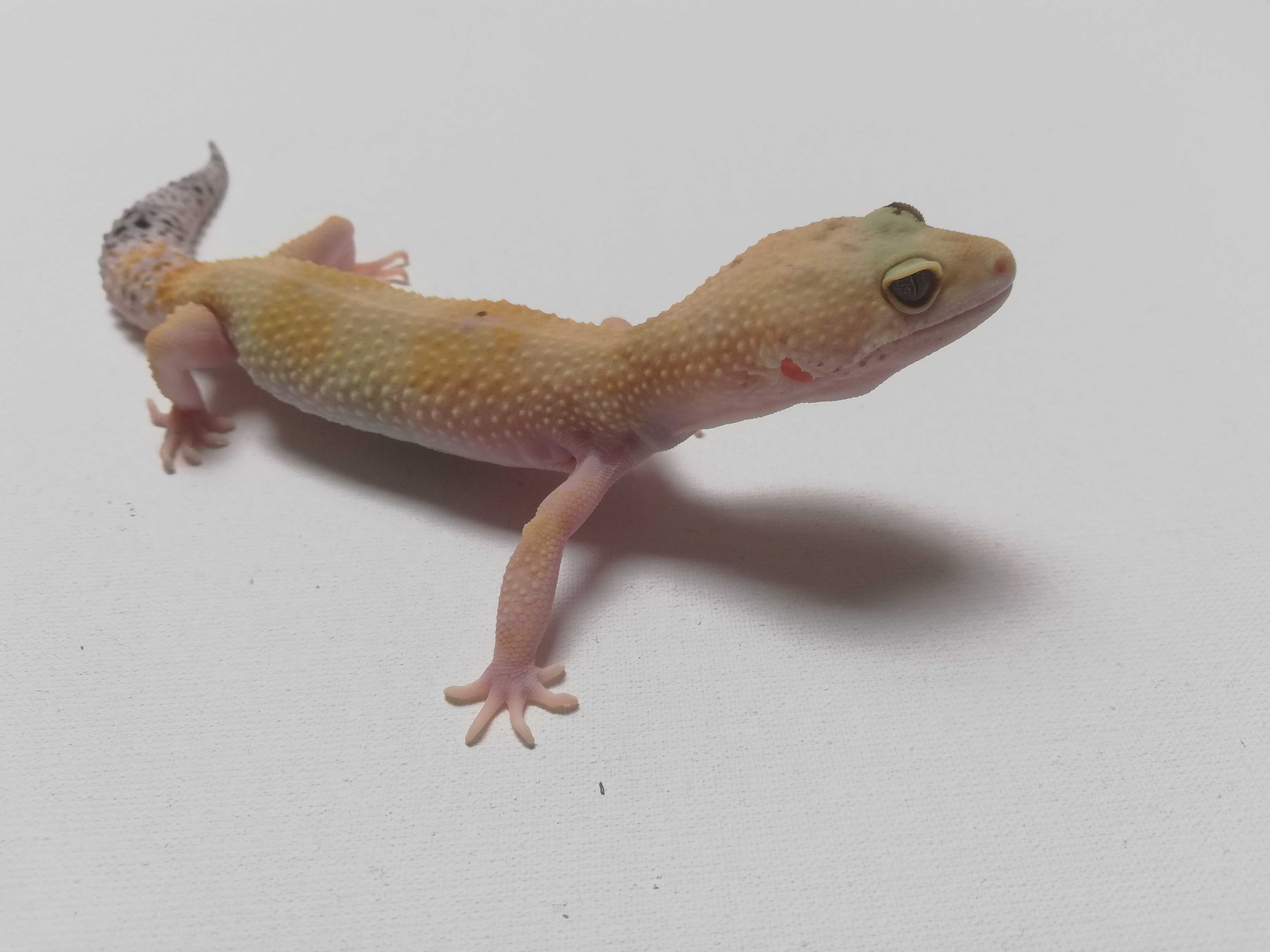 Gekon lamparci Super Hypo poss W&Y het Tremper Albino (Paradox) Samica